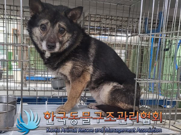 믹스견 이미지 파일 입니다.